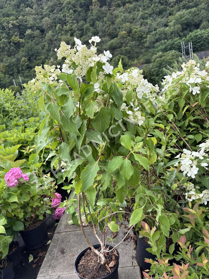 Hortenzie latnatá 'Levana' - Hydrangea paniculata 'Levana'