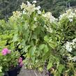 Hortenzie latnatá 'Levana' - Hydrangea paniculata 'Levana'