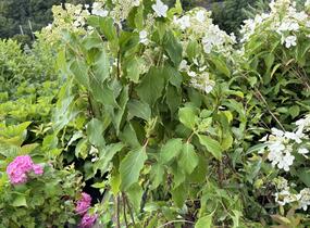 Hortenzie latnatá 'Levana' - Hydrangea paniculata 'Levana'