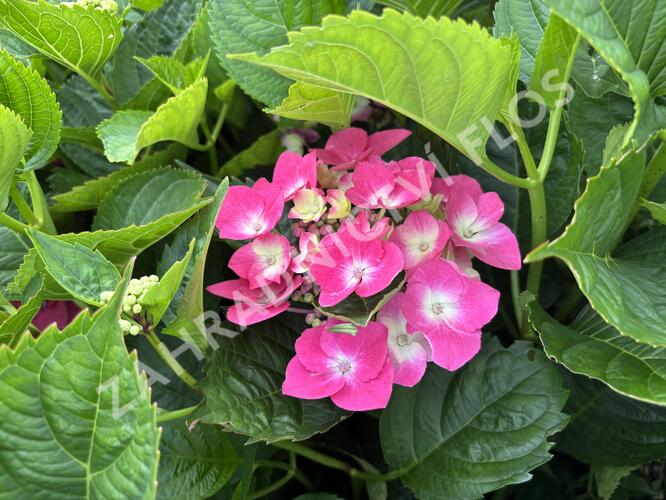 Hortenzie velkolistá 'Kardinal Blue' - Hydrangea macrophylla 'Kardinal Blue'