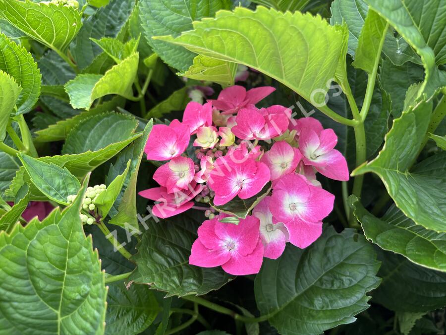 Hortenzie velkolistá 'Kardinal Blue' - Hydrangea macrophylla 'Kardinal Blue'