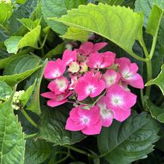 Hortenzie velkolistá 'Kardinal Blue' - Hydrangea macrophylla 'Kardinal Blue'