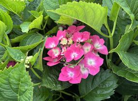 Hortenzie velkolistá 'Kardinal Blue' - Hydrangea macrophylla 'Kardinal Blue'