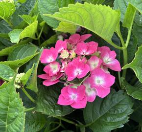 Hortenzie velkolistá 'Kardinal Blue' - Hydrangea macrophylla 'Kardinal Blue'