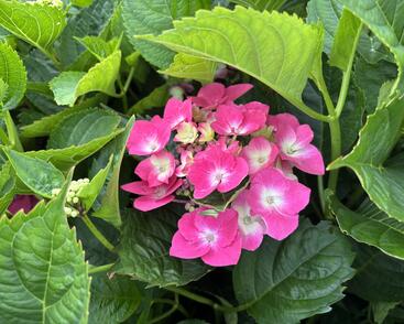 Hortenzie velkolistá 'Kardinal Blue'