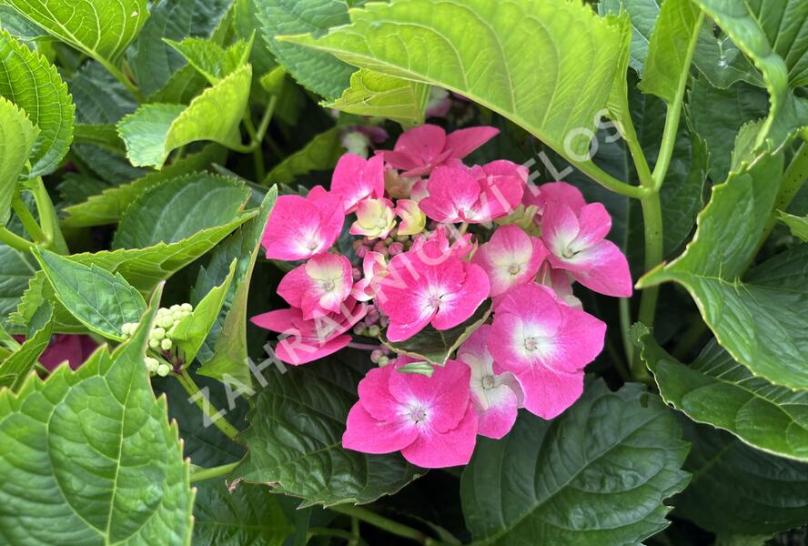 Hortenzie velkolistá 'Kardinal Blue' - Hydrangea macrophylla 'Kardinal Blue'