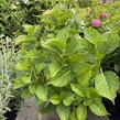 Hortenzie velkolistá 'Kardinal Blue' - Hydrangea macrophylla 'Kardinal Blue'