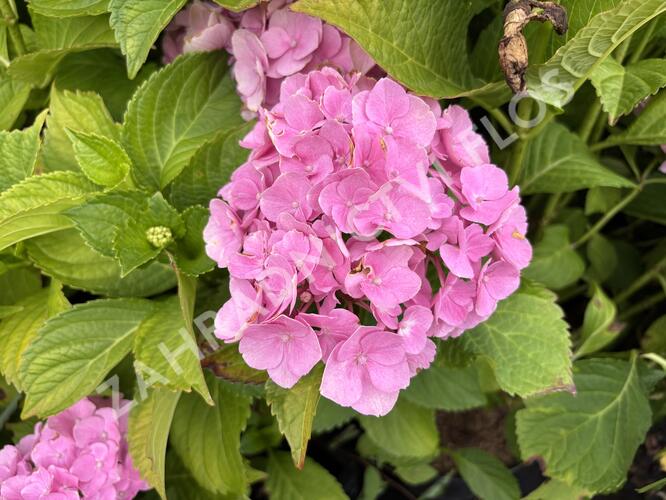 Hortenzie velkolistá 'Bodensee' - Hydrangea macrophylla 'Bodensee'