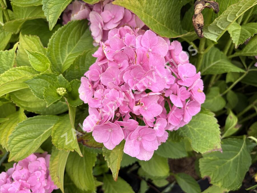 Hortenzie velkolistá 'Bodensee' - Hydrangea macrophylla 'Bodensee'