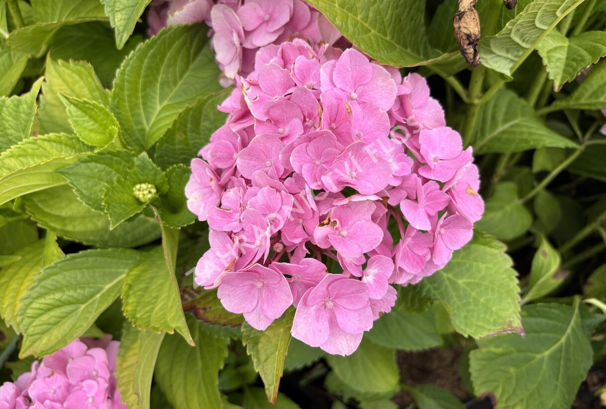 Hortenzie velkolistá 'Bodensee' - Hydrangea macrophylla 'Bodensee'