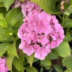 Hortenzie velkolistá 'Bodensee' - Hydrangea macrophylla 'Bodensee'