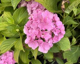 Hortenzie velkolistá 'Bodensee'