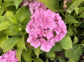 Hortenzie velkolistá 'Bodensee' - Hydrangea macrophylla 'Bodensee'
