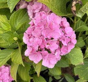 Hortenzie velkolistá 'Bodensee' - Hydrangea macrophylla 'Bodensee'