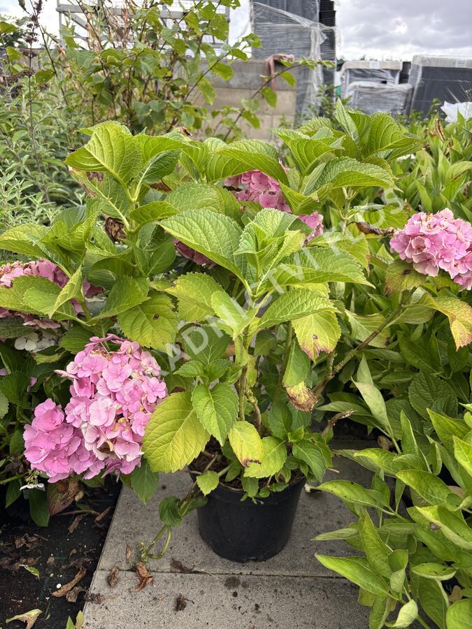 Hortenzie velkolistá 'Bodensee' - Hydrangea macrophylla 'Bodensee'