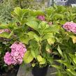 Hortenzie velkolistá 'Bodensee' - Hydrangea macrophylla 'Bodensee'