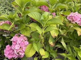 Hortenzie velkolistá 'Bodensee' - Hydrangea macrophylla 'Bodensee'