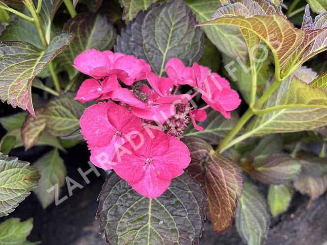 Hortenzie velkolistá 'Dark Angel Blue'® - Hydrangea macrophylla 'Dark Angel Blue'®