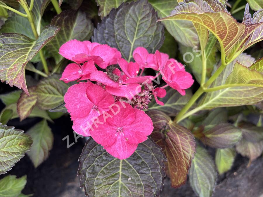 Hortenzie velkolistá 'Dark Angel Blue'® - Hydrangea macrophylla 'Dark Angel Blue'®