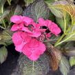 Hortenzie velkolistá 'Dark Angel Blue'® - Hydrangea macrophylla 'Dark Angel Blue'®
