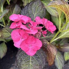 Hortenzie velkolistá 'Dark Angel Blue'® - Hydrangea macrophylla 'Dark Angel Blue'®