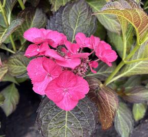 Hortenzie velkolistá 'Dark Angel Blue'® - Hydrangea macrophylla 'Dark Angel Blue'®