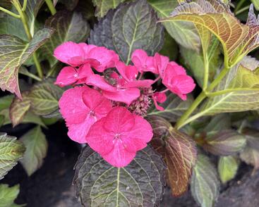 Hortenzie velkolistá 'Dark Angel Blue'®