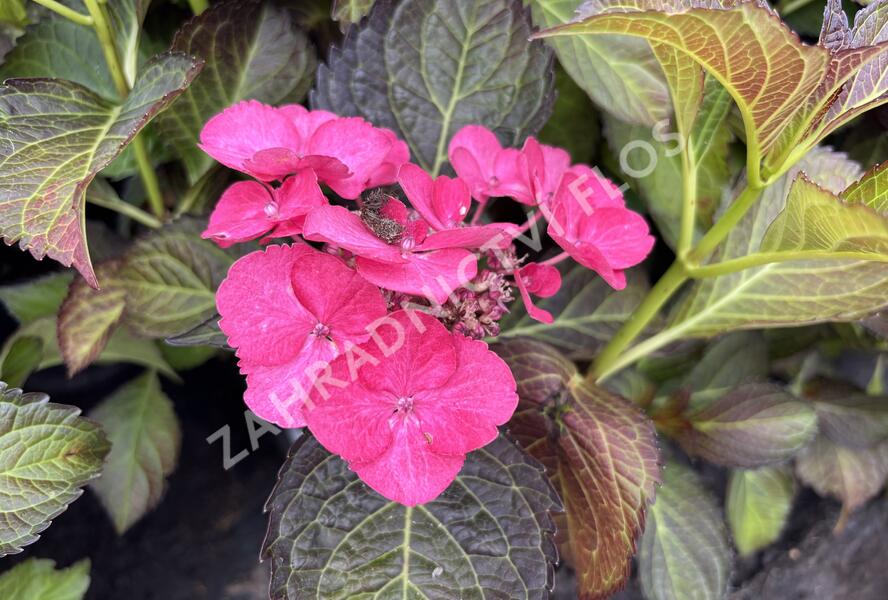 Hortenzie velkolistá 'Dark Angel Blue'® - Hydrangea macrophylla 'Dark Angel Blue'®