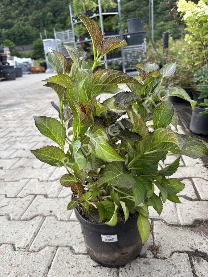 Hortenzie velkolistá 'Dark Angel Blue'® - Hydrangea macrophylla 'Dark Angel Blue'®