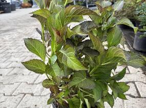Hortenzie velkolistá 'Dark Angel Blue'® - Hydrangea macrophylla 'Dark Angel Blue'®