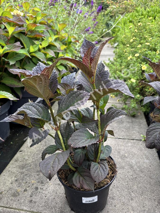 Hortenzie pilovitá 'Darbi' - Hydrangea serrata 'Darbi'