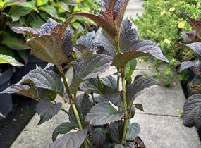 Hortenzie pilovitá 'Darbi' - Hydrangea serrata 'Darbi'