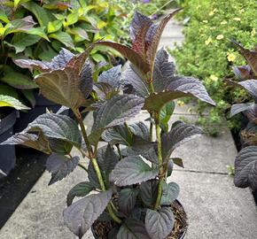 Hortenzie pilovitá 'Darbi' - Hydrangea serrata 'Darbi'