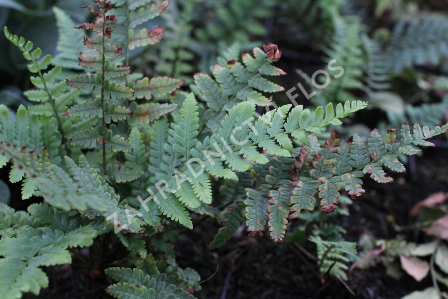 Kapraď - Dryopteris buschiana