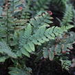 Kapraď - Dryopteris buschiana