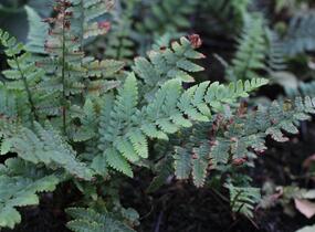 Kapraď - Dryopteris buschiana