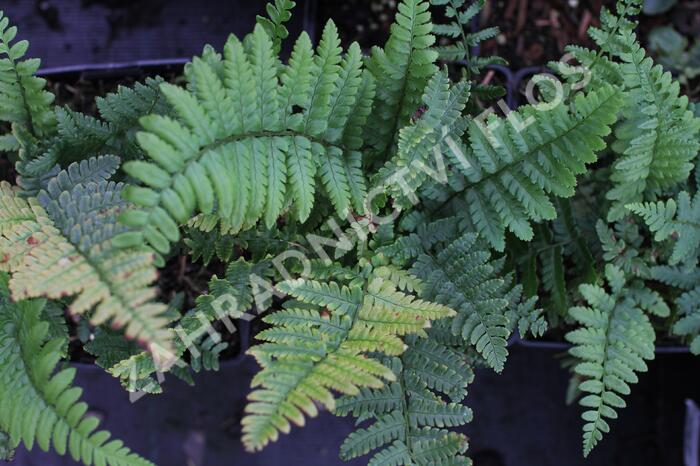 Kapraď - Dryopteris buschiana