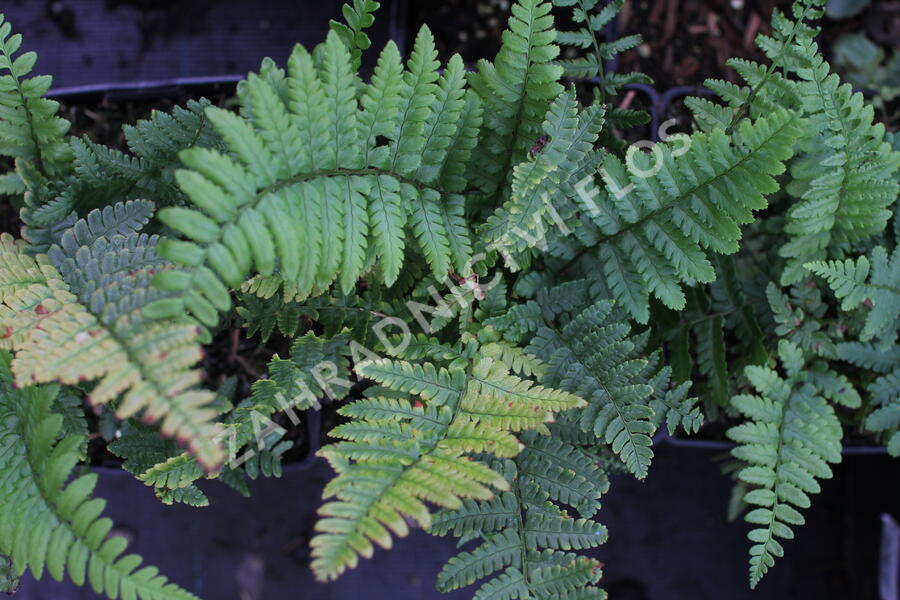 Kapraď - Dryopteris buschiana