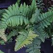 Kapraď - Dryopteris buschiana