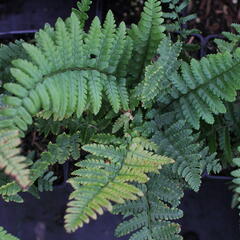 Kapraď - Dryopteris buschiana