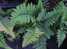 Kapraď - Dryopteris buschiana