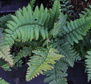 Kapraď - Dryopteris buschiana