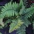 Dryopteris buschiana.JPG