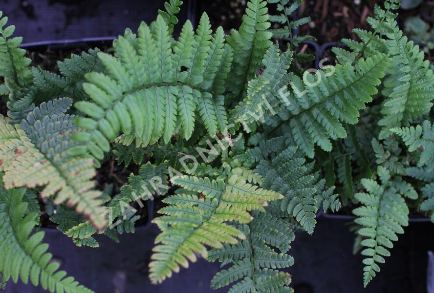 Kapraď - Dryopteris buschiana