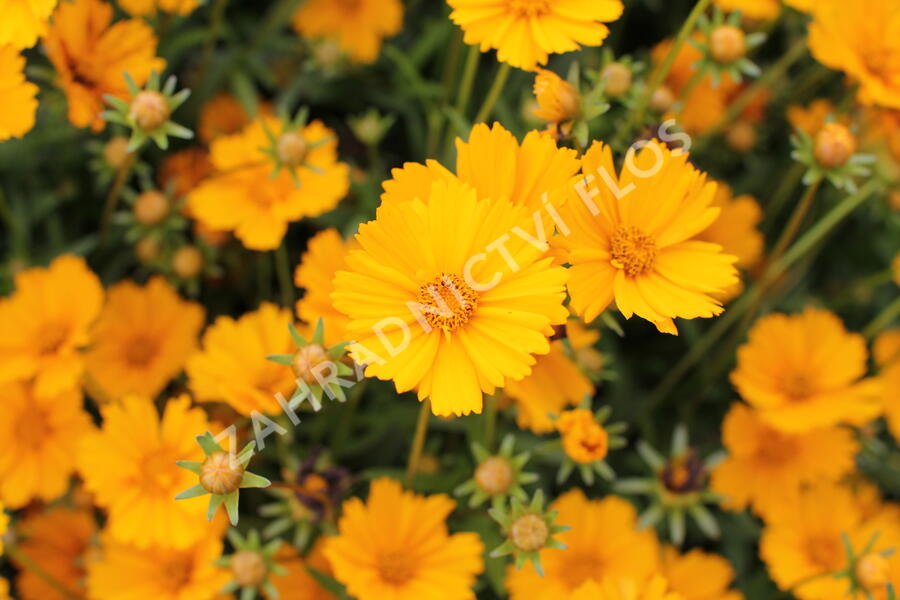 Krásnoočko 'Limoncello Golden' - Coreopsis auriculata 'Limoncello Golden'