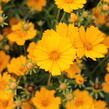 Krásnoočko 'Limoncello Golden' - Coreopsis auriculata 'Limoncello Golden'