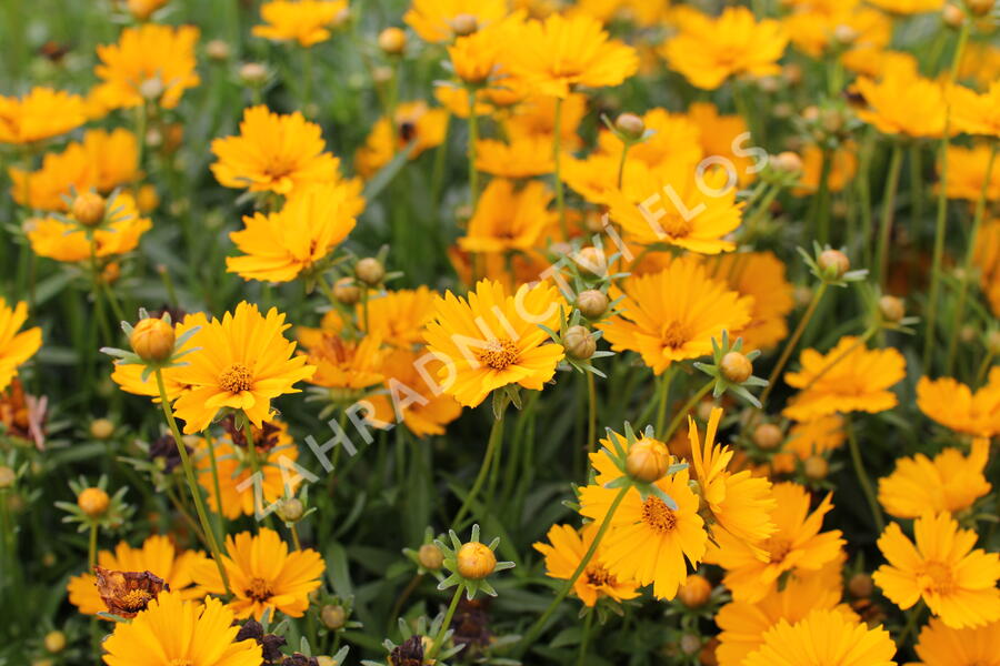 Krásnoočko 'Limoncello Golden' - Coreopsis auriculata 'Limoncello Golden'