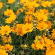 Krásnoočko 'Limoncello Golden' - Coreopsis auriculata 'Limoncello Golden'