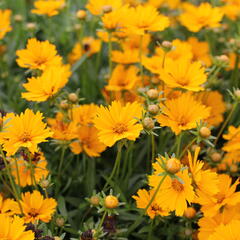 Krásnoočko 'Limoncello Golden' - Coreopsis auriculata 'Limoncello Golden'