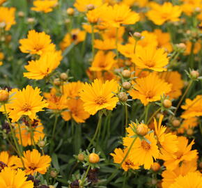 Krásnoočko 'Limoncello Golden' - Coreopsis auriculata 'Limoncello Golden'